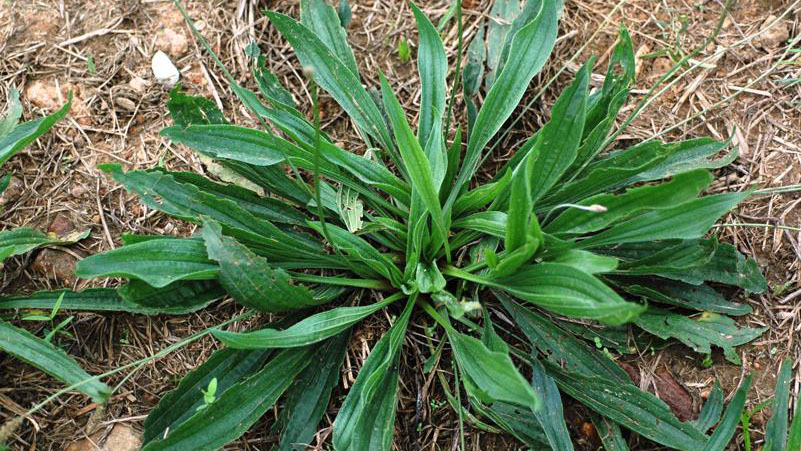 <p>What weed is this?</p>
