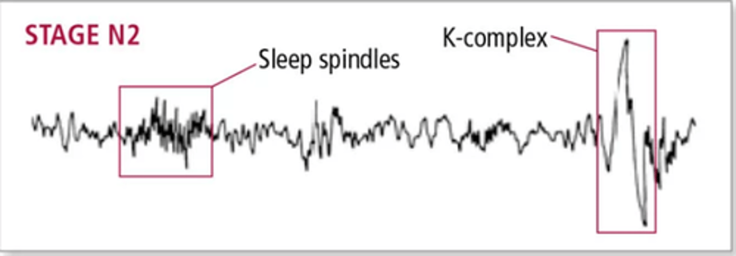<p>Seen in stage 2 (N2) to suppress cortical arousal and keep you asleep.</p><p>Also, help sleep-based memory consolidation. Even though they occur naturally, you can also make them occur by gently touching someone sleeping. "that touch was not threatening, stay asleep brain"</p>