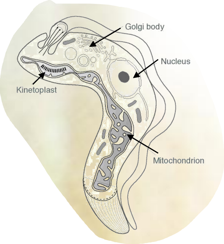 <p>Protozoa - Genus: <strong>Trypanosoma</strong></p>