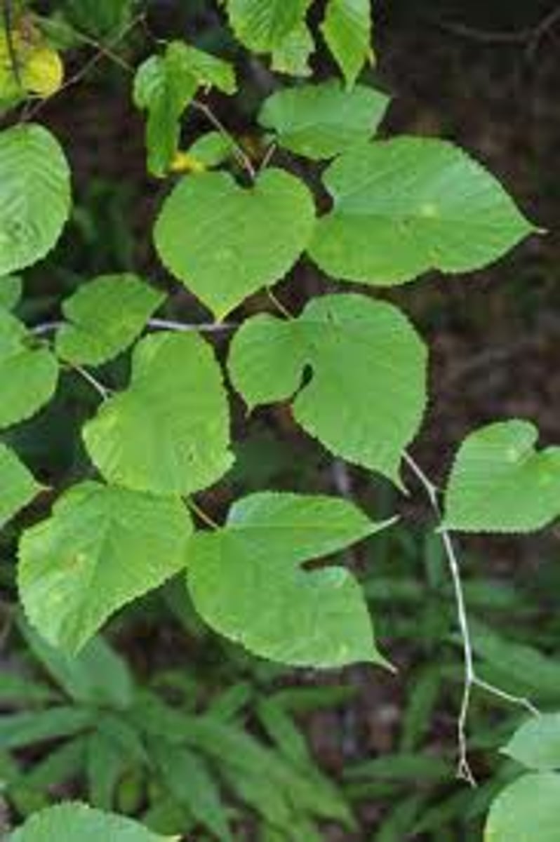 <p>red mulberry</p><p>Family: Moraceae</p><p>- Dinner Plate Leaves</p>