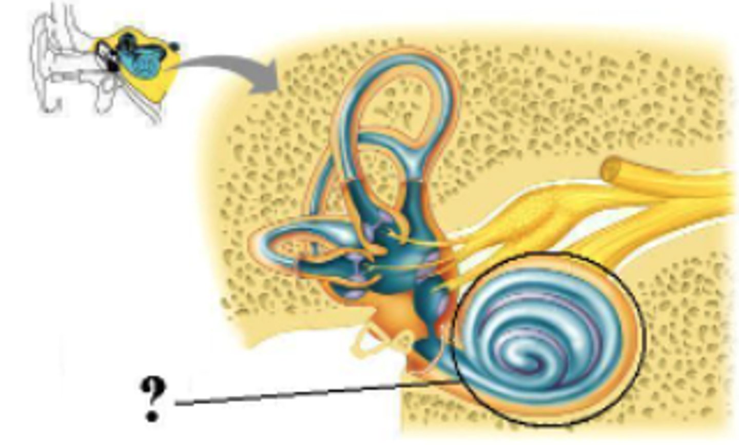 <p>hearing</p>