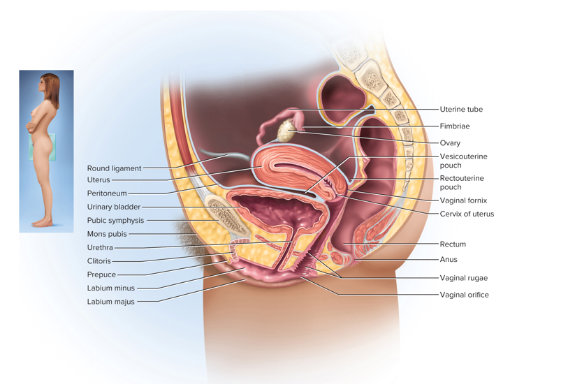<p>To produce eggs, receive sperm, provides for gametes’ union, harbor the fetus and nourish offspring </p>