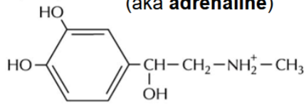 <p>epinephrine (adrenaline)</p>