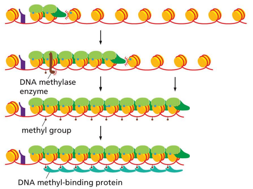 <p>a process where gene expression patterns can be inherited by daughter cells, maintaining specialization across a lineage of cells</p><p>occurs by DNA methylase and DNA methyl-binding proteins that create inheritable structures</p>