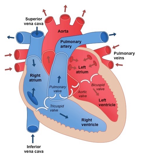 <p>Arteries carry blood away from the heart</p><p>Veins carry blood toward the heart</p><p>Tricuspid valve= right atrioventricular valve</p><p>pulmonary and aortic valves= semilunar valves</p><p>bicuspid valve= left atrioventricular valve</p>