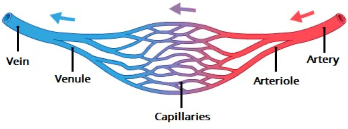 <p>Artery &gt; arteriole &gt; capillary &gt; venule &gt; vein</p>