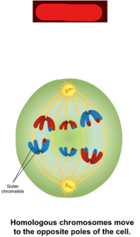 <p>The phase in meiosis 1 at which tetrads are pulled apart by microtubules, seperating them into tagged chromosomes with 2 chromatids.</p>