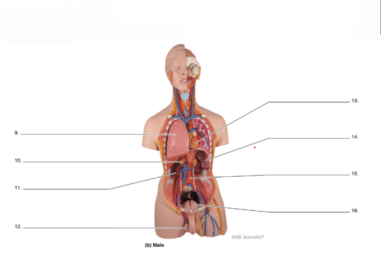 <p>14</p>