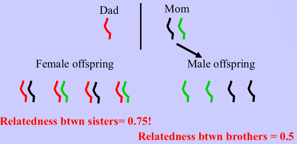 <p>Sex determination is haploidiploid</p><p>Females are diploid and arise from sex, males are haploid and arise through parthenogenesis</p><p>Affects the pattern of relatedness</p><p>Sisters relatedness to brothers = 0.5 avg</p><p>Brothers relatedness to sisters = 0.25 avg</p><p>Females have a higher relatedness with sisters (0.75) Than daughters or sons (0.5) or with their brothers (0.25)</p><p>Male offspring are equally real tend to brothers, offspring, and sisters (0.5)</p><p>Bias for altruism by females to their sisters</p><p>Sex of recipient of help matters</p>