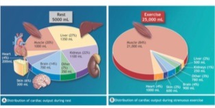 cardiac output distribution at rest