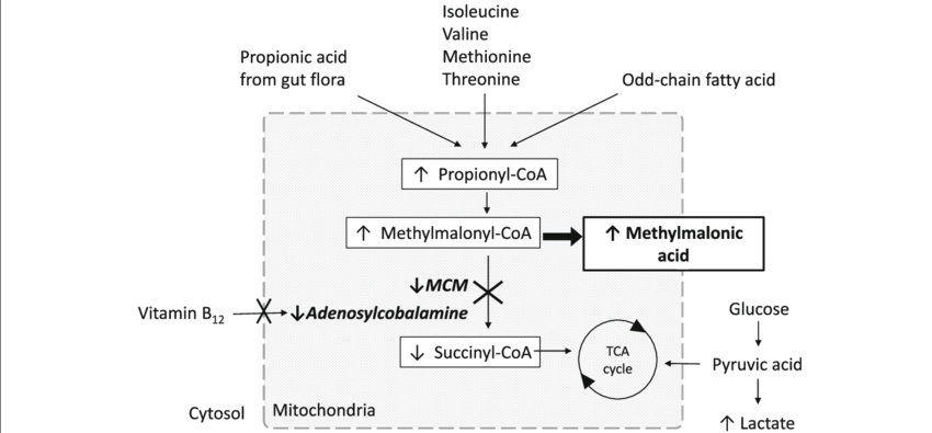 <p>genetic disease where the body cant properly break down certain fats and proteins because of a missing enzyme - methylmalonyl-CoA mutase (MUT)</p>