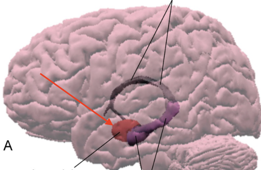 <p>almond shaped collection of nuclei within anterior temporal lobe</p>