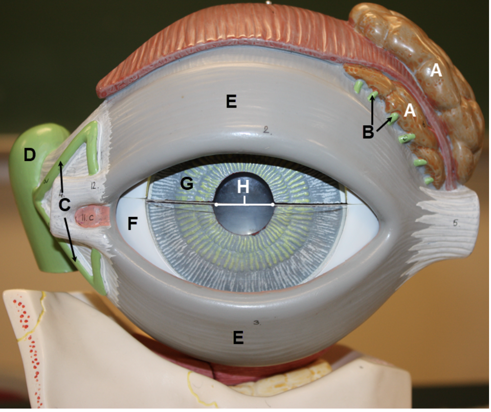 <p><span><span>In the image above, identify structures A-G, and opening H.</span></span></p>