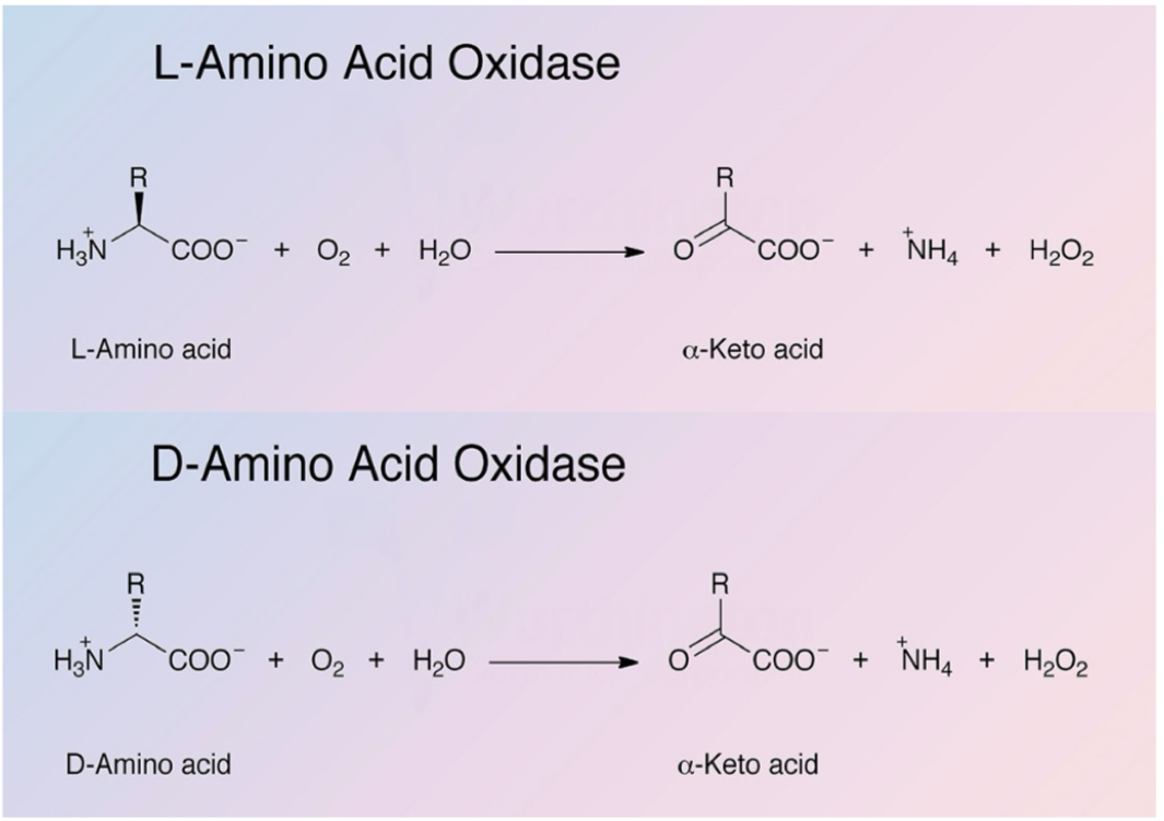 <p>Enzyme: L-amino acid oxidase (requires FMN) and D-amino acid oxidase (requires FAD)</p><p>Present in peroxisomes of liver and kidneys</p><p>Produces H2O2, NH4, and keto acids</p>