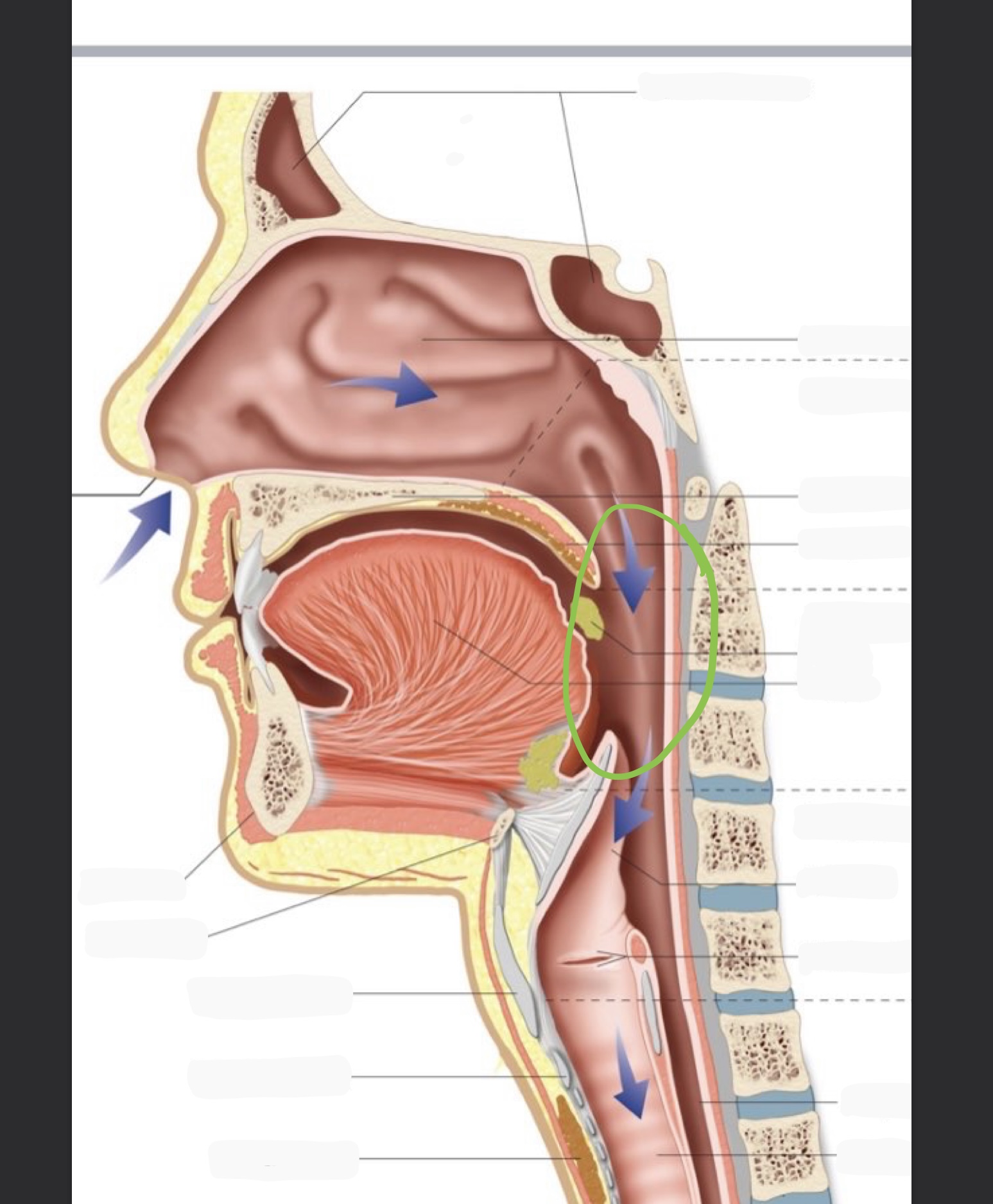 knowt flashcard image