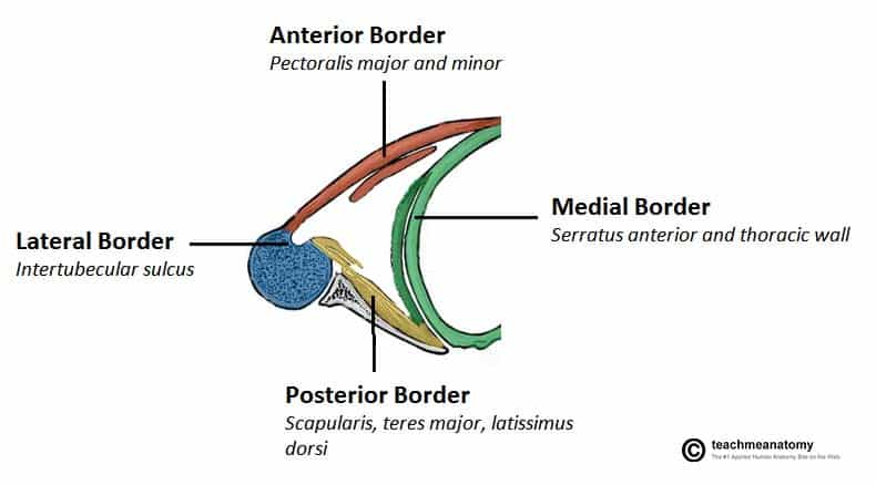 <p>boundaries of the cervico-axillary canal/apex of the axilla </p>