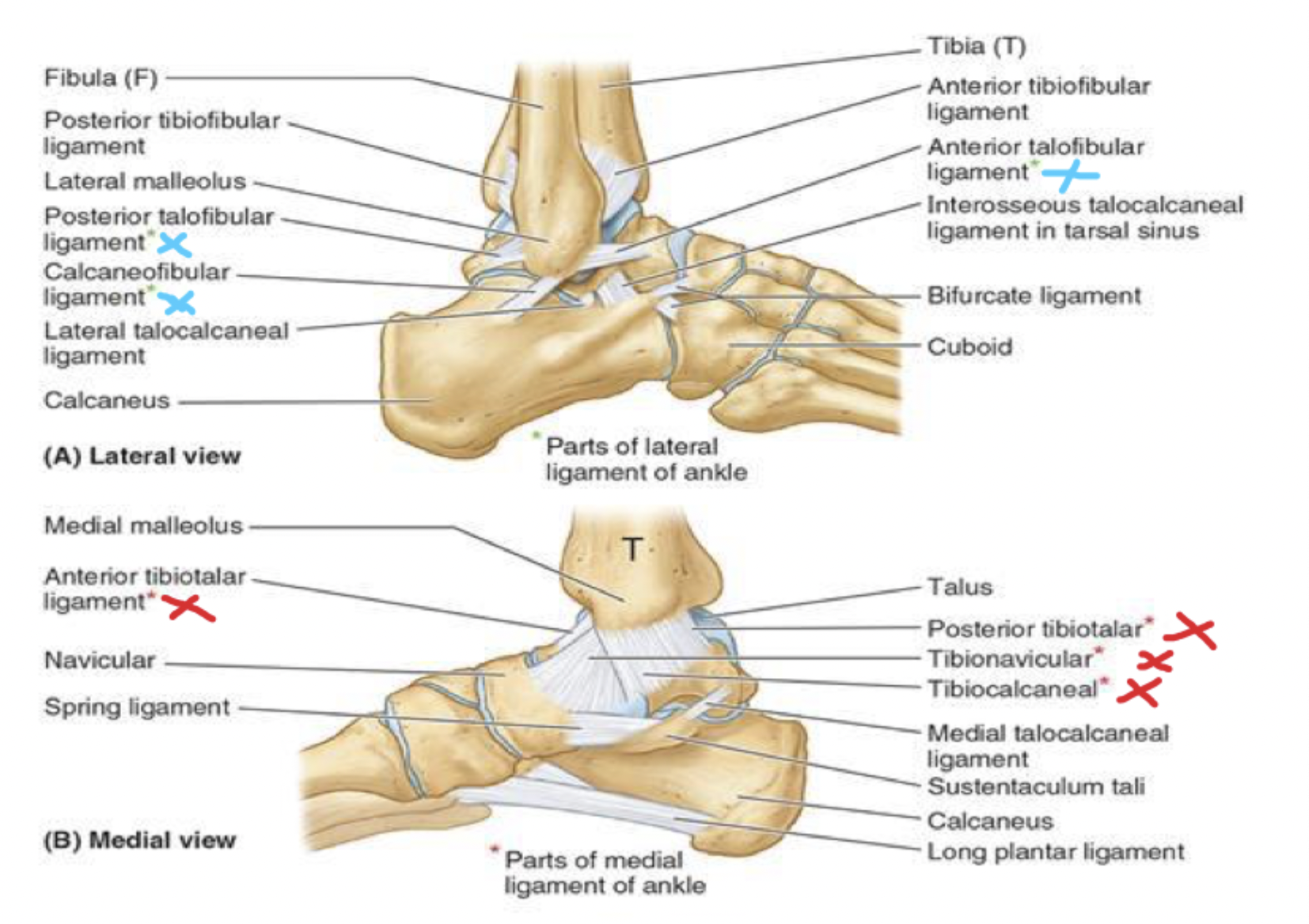 <p>joints: ligaments</p>