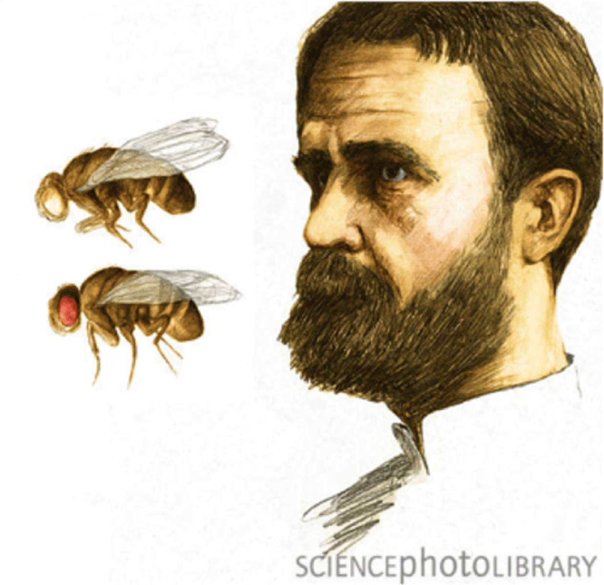<p>Geneticist who discovered a mutant white-eyed male fly among his hundreds of red-eyed flies.</p>
