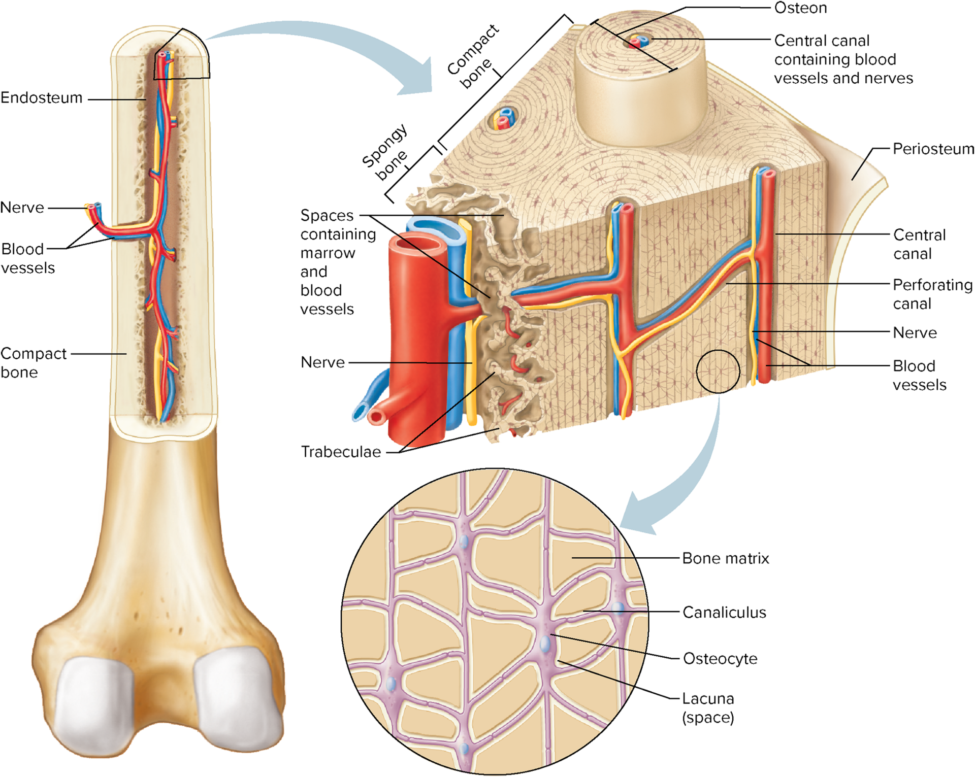 describe the microscopic structure of compact bone