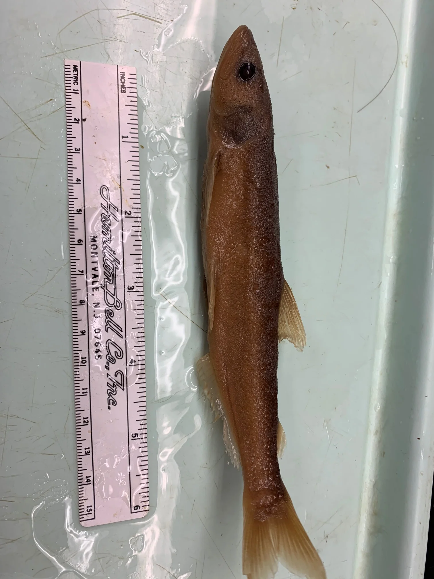 <p>What fish is this?</p>