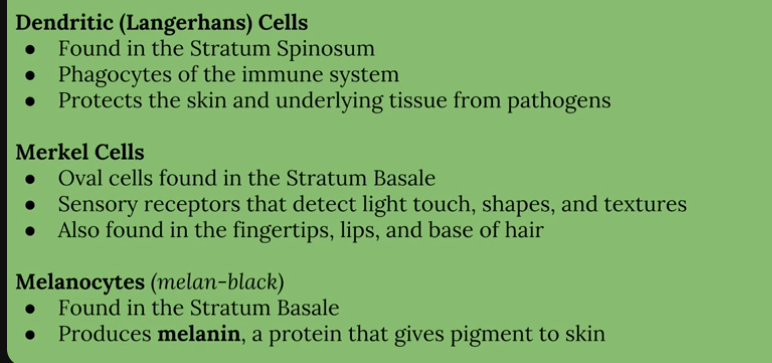 <ul><li><p>Dendric Cells </p><p>-Protects the skin and underlying tissue from pathogens (found in Stratum Spinosum)</p></li><li><p>Merkel Cells </p><p>-Oval cells found in the Stratum Basale (found in Stratum Basale)</p></li><li><p>Melanocytes </p><ul><li><p>Produces melanin, a protein (found in stratum Basale) </p></li></ul></li></ul><p></p>