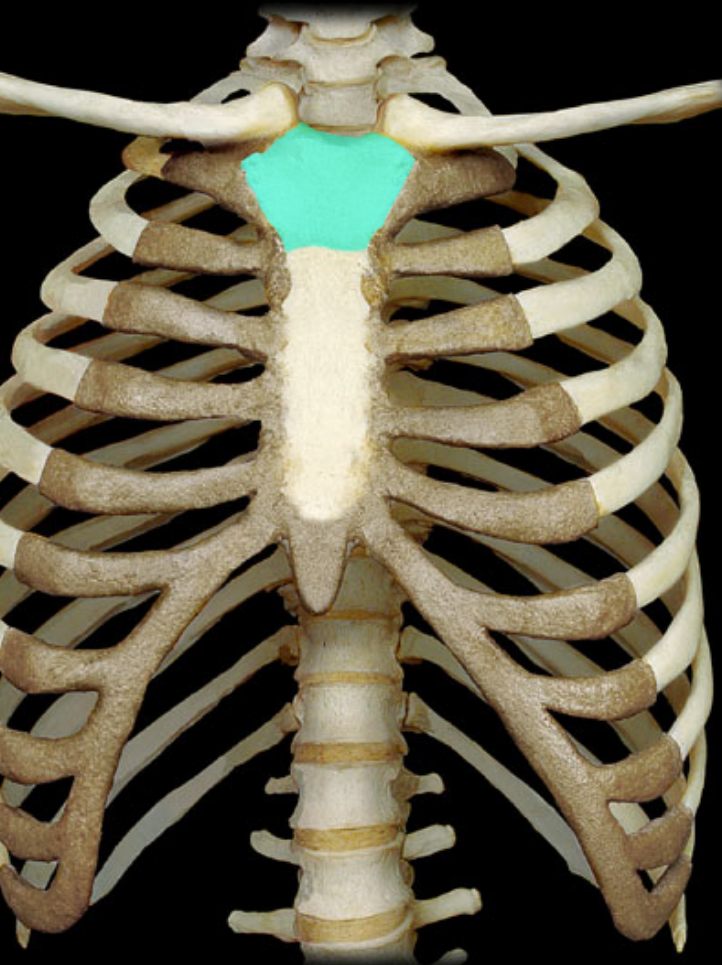 <p>what part of the thoracic cage is highlighted</p>