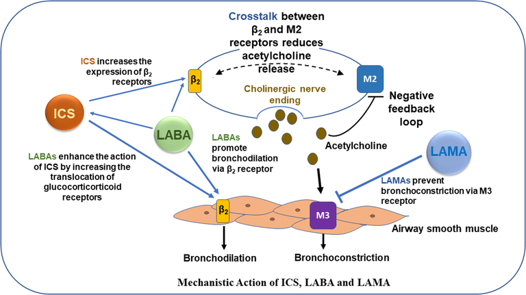 <p><span><span>The specific drug used in respiratory disease - including asthma - is 'tiotropium'.</span></span></p>