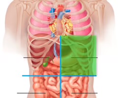 <p>Left lobe of liver, stomach, pancreas, left kidney, spleen, portions of large intestine</p>