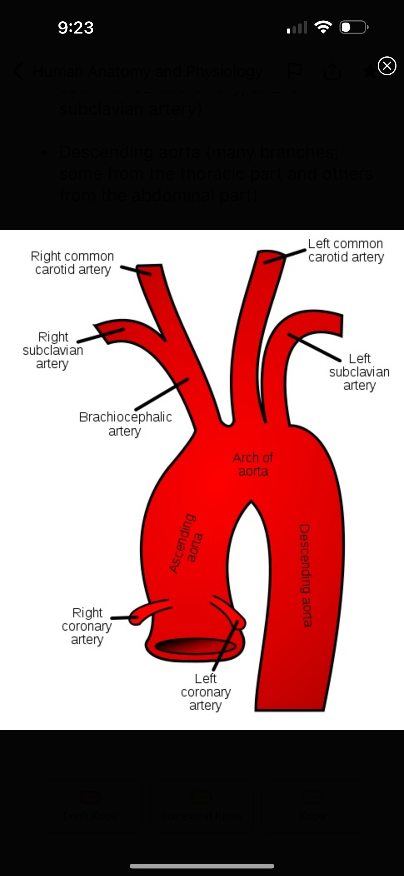 <p>brachiocephalic truck</p><p>left common carotid artery</p><p>left subclavian artery </p>