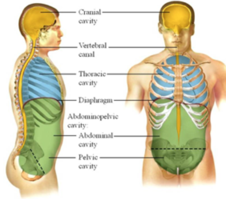 enclosed spaces within the body that help protect, separate and support internal organs that are located in the cavities
