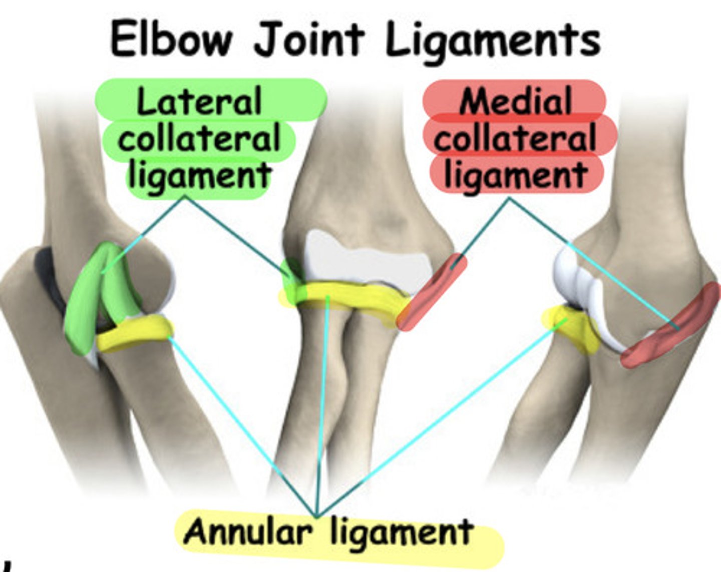 <p>Ulnar collateral ligament</p><p>Radial collateral ligament</p><p>Annular ligament</p>
