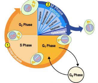 <ul><li><p>Cell cycle - a representation of the events that a cell performs from the moment it is formed to when it divides</p></li><li><p>Has 2 major phases</p><ul><li><p>Interphase</p></li><li><p>Mitotic phase</p></li></ul></li></ul><p></p>