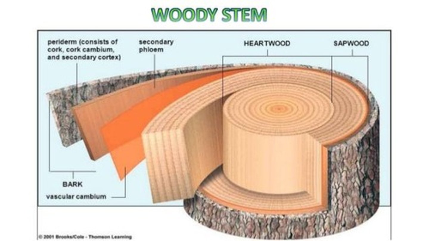 <p>Heartwood is the nonfunctional, lignified center xylem, while sapwood is the outer, functional, non-lignified xylem.</p>