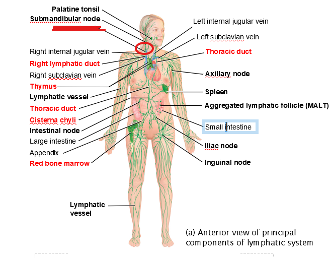 knowt flashcard image