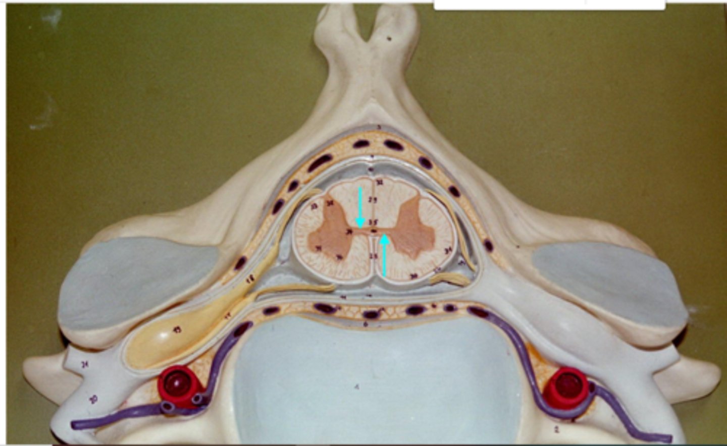 <p>middle portion of butterfly of gray matter</p>