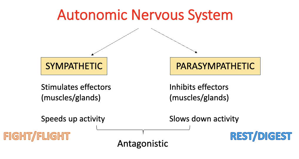 <ul><li><p>sympathetic:</p><ul><li><p>stimulates effectors (i.e. increases heart rate)</p></li><li><p>speeds up activity</p></li><li><p>(aka. ‘fight/flight’)</p></li></ul></li></ul><p></p><ul><li><p>parasympathetic:</p><ul><li><p>inhibits effectors (i.e. decreases heart rate)</p></li><li><p>slows down activity</p></li><li><p>(aka. ‘rest/digest’)</p></li></ul></li></ul><p></p><ul><li><p>sympathetic and parasympathetic nervous system are antagonistic - this means they have opposite effects at target tissues</p></li></ul><p></p>