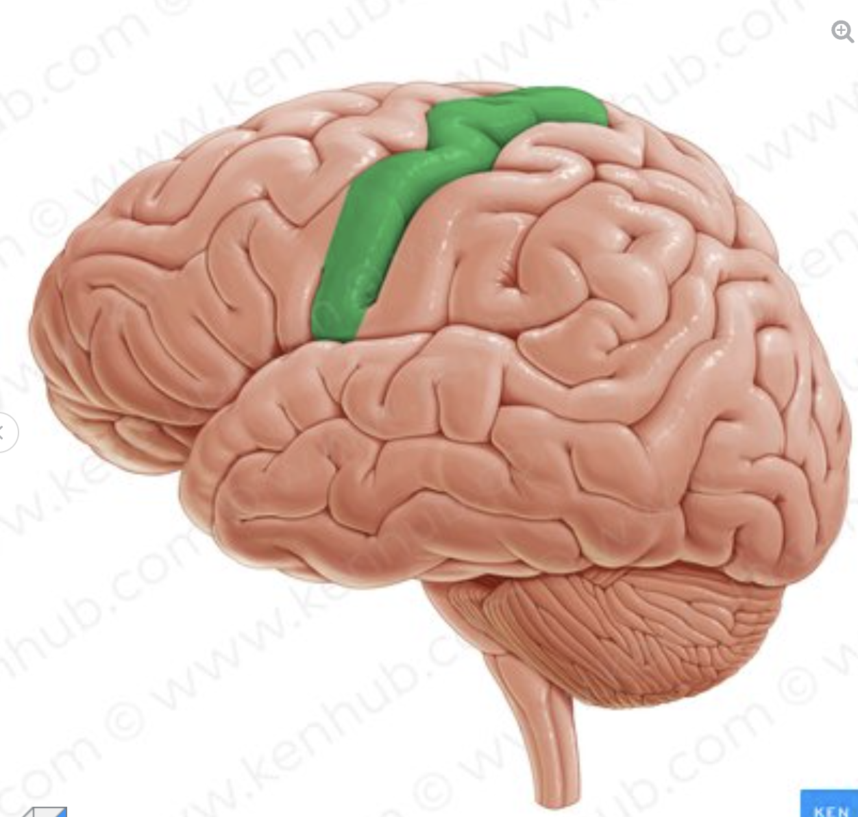 <p>What is the gyrus in green</p>