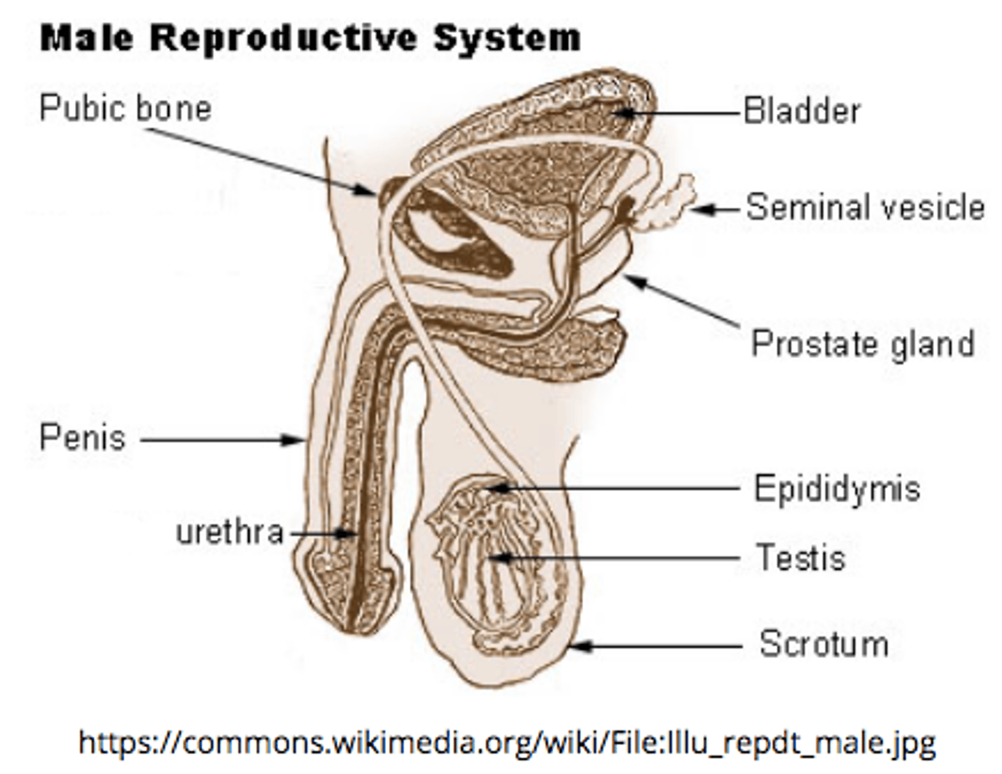 <p>urethra</p>