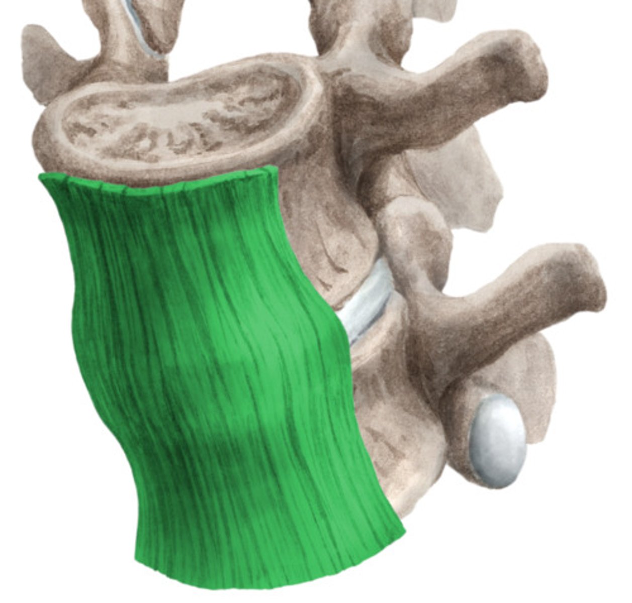 <p>ett brett och starkt band av fibrös vävnad som finns anteriort/lateralt om kotkroppen och förhindrar överextension av</p><p>kotpelaren.</p>