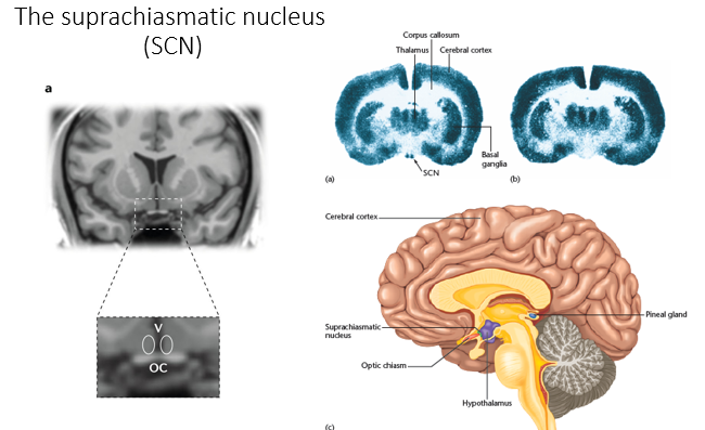 <ul><li><p>discovered by <span>Moore &amp; Eichler and Stephan &amp; Zucker (1972)</span></p></li><li><p><span>located in the suprachiasmatic nucleus (SCN)</span></p></li><li><p><span>lesions of this nucleus disrupted circadian rhythms of wheel-running, drinking, and hormonal secretion so was named “the master clock”</span></p></li></ul>