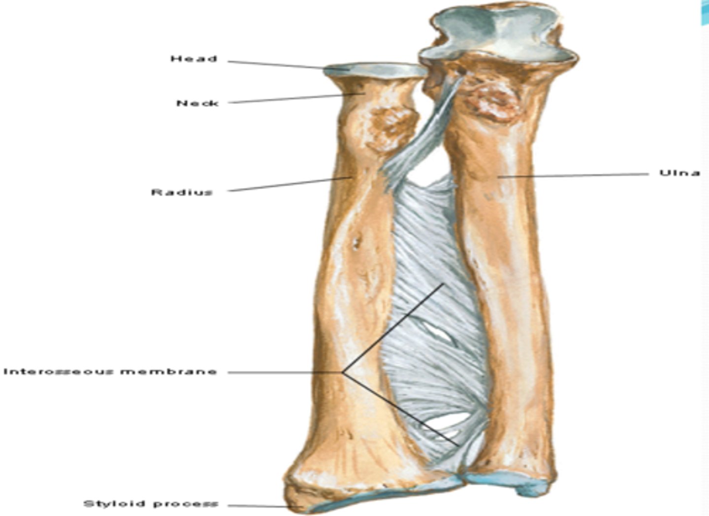 <p>articulates with the capitulum of humerus and with radial notch of ulna</p>