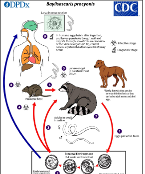 <p>Racoons-reservoir &amp; definitive host.</p><p>dogs-definitive host</p><p>Embryonation of eggs takes place in external environment.</p><p> Humans= accidental hosts by ingesting embryonated eggs with larva, hatch in gut &amp; migrate to viscera, CNS, or eyes</p>