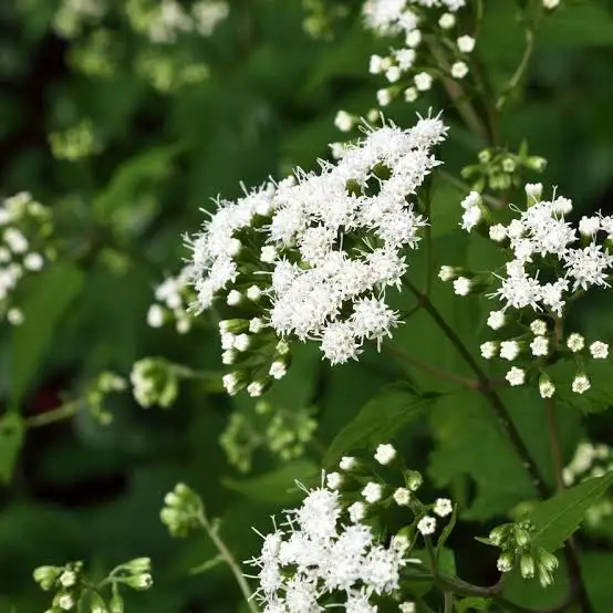 <ul><li><p>simple</p></li><li><p>toothed</p></li><li><p>opposite</p></li></ul><p></p>