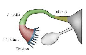 <p><strong>portion of tube</strong><span style="color: blue"><strong> closest to the ovaries</strong></span></p>