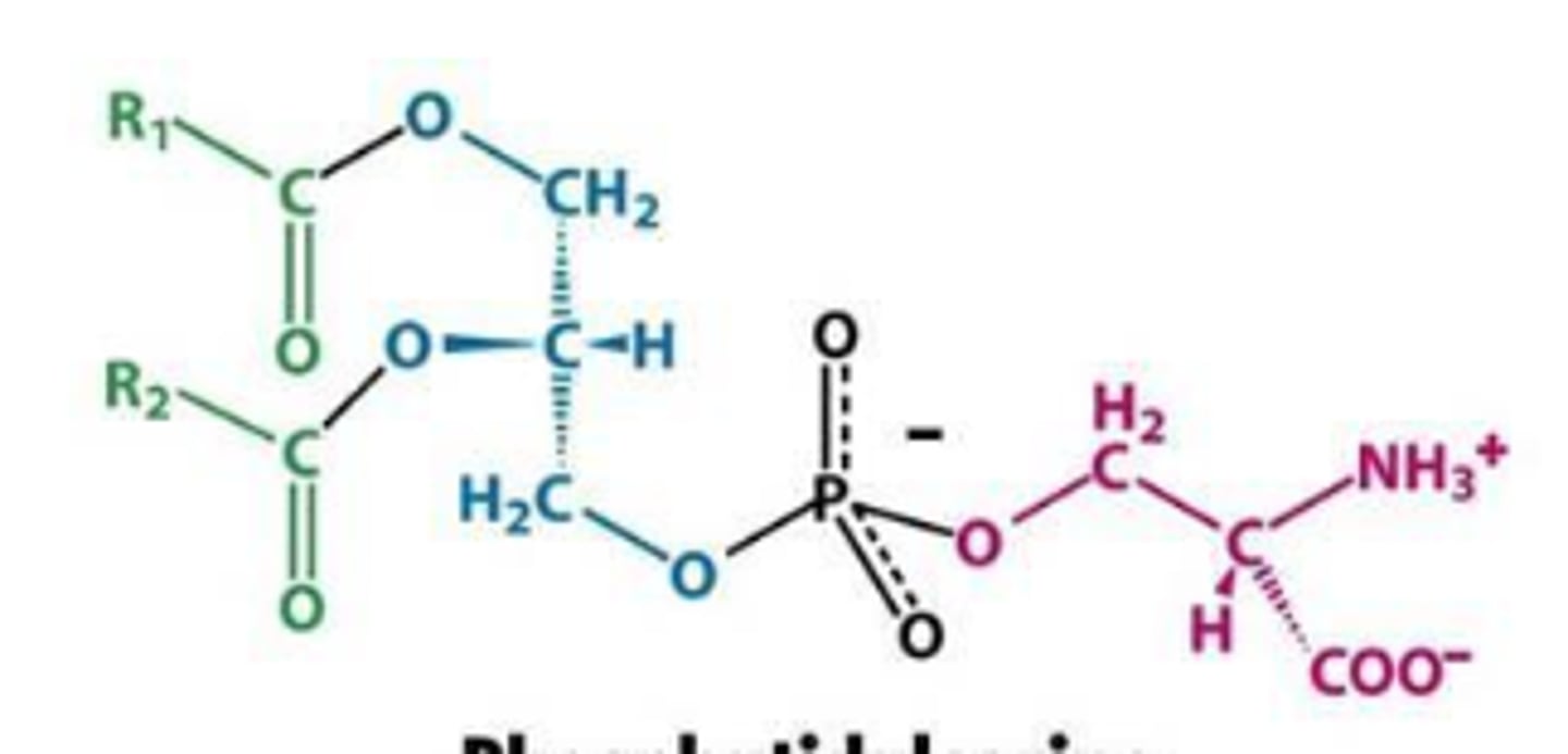 <p>What is this phosphoglyceride?</p>