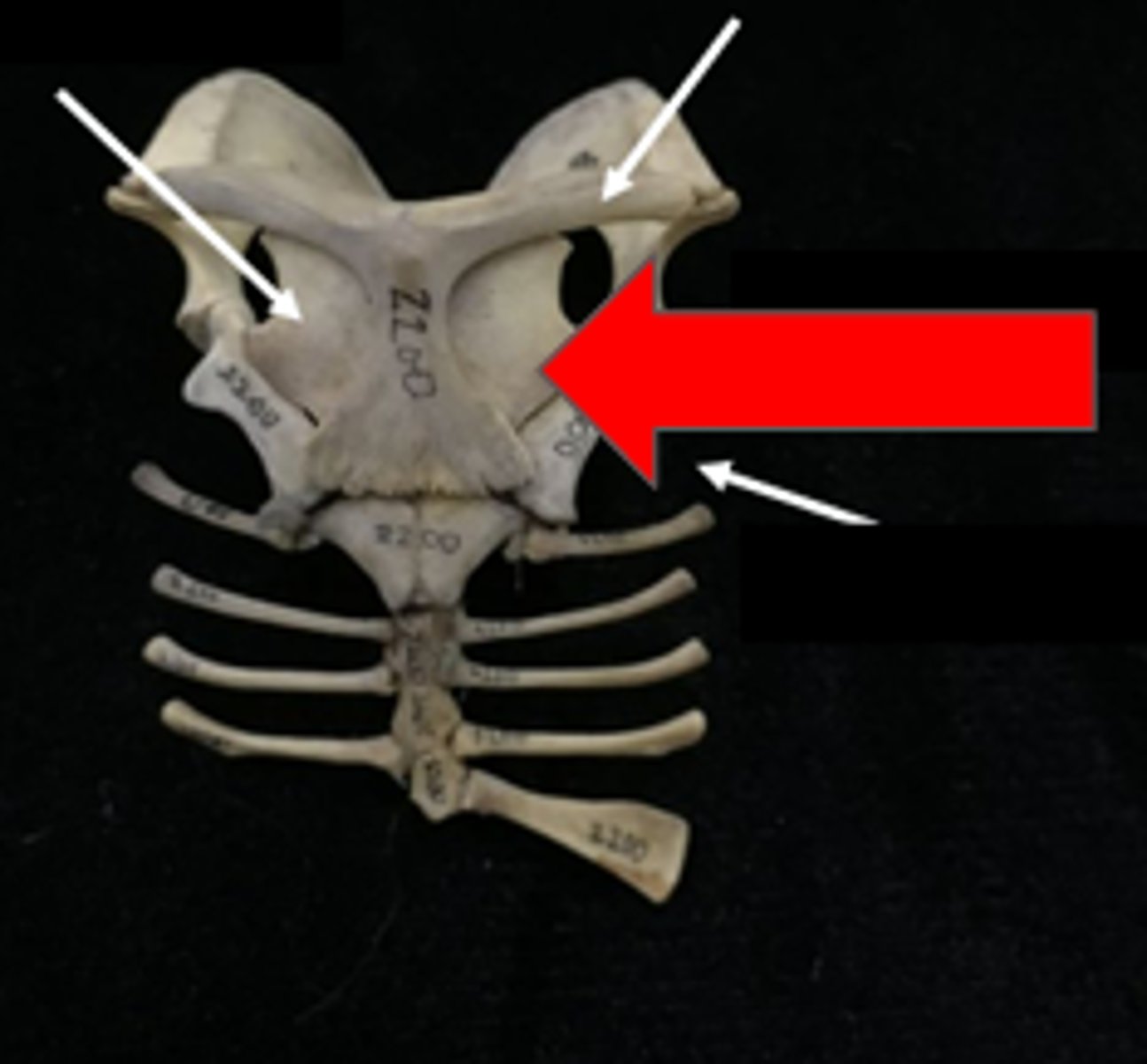 knowt flashcard image