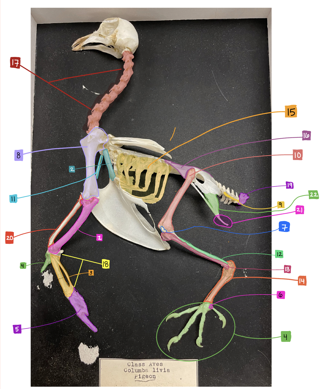 What feature of the bird skeleton is #14?