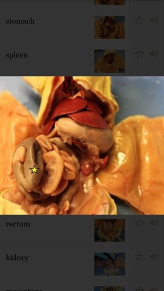knowt flashcard image