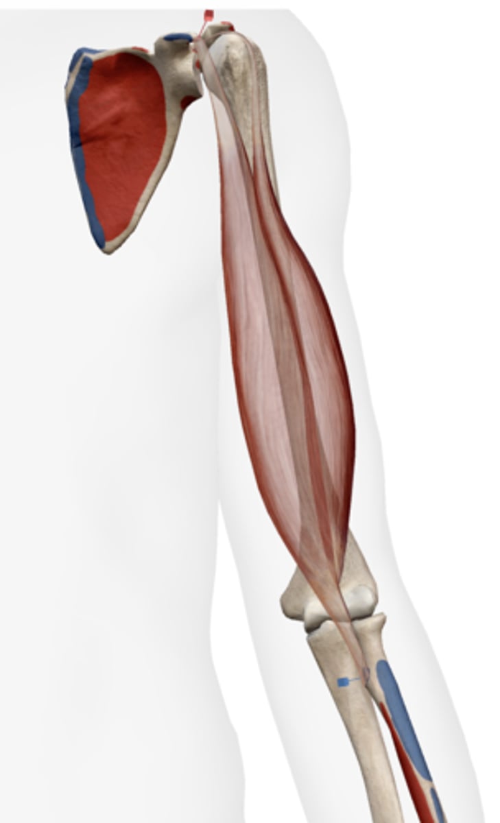 <p>radial (bicipital) tuberosity of radius</p>