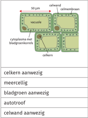 * aanwezigheid celkern
* meercellig
* bladgroenkorrels aanwezig
* autotroof
* celwand aanwezig (celwand van cellulose)